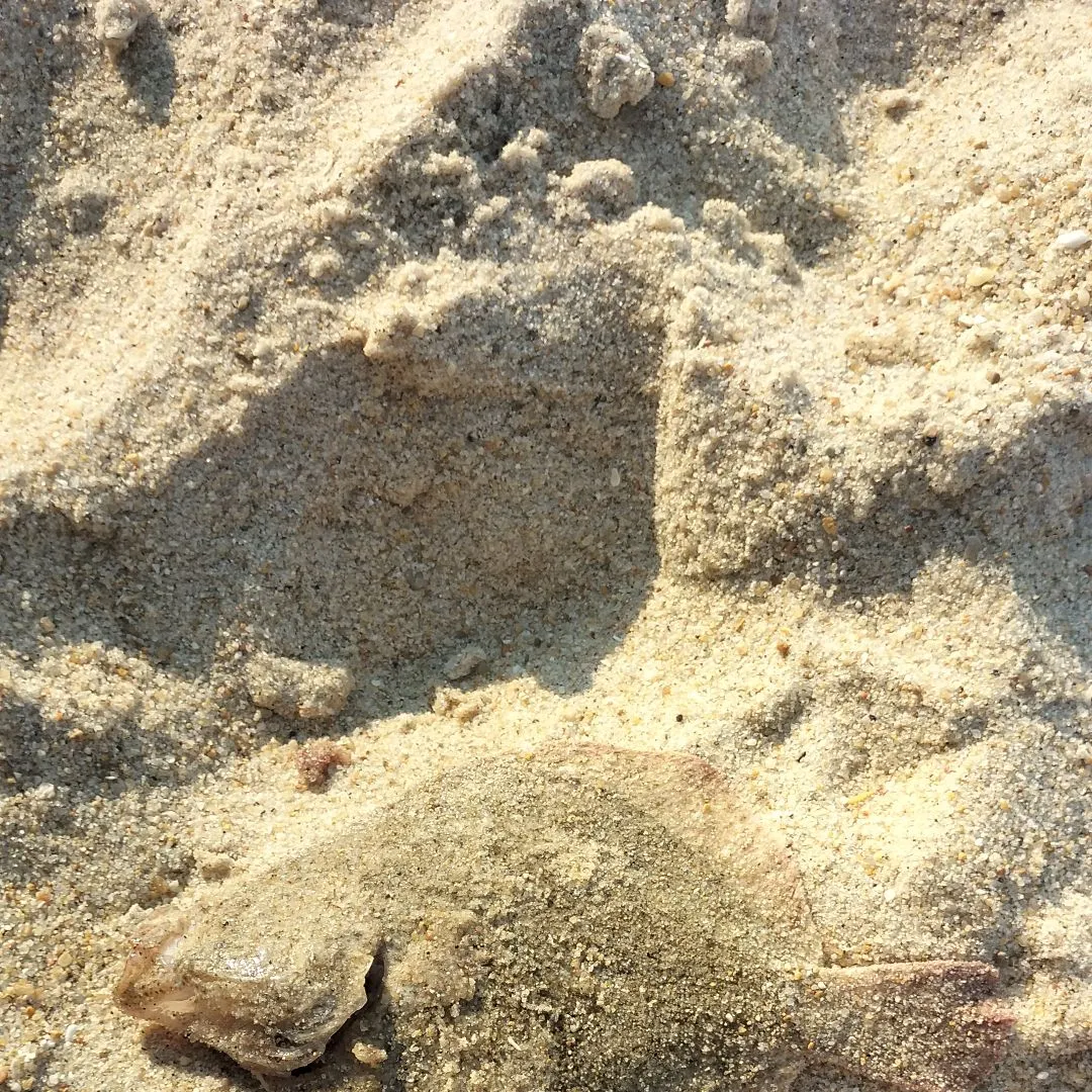 The most recent Turbot catches on Fishbrain