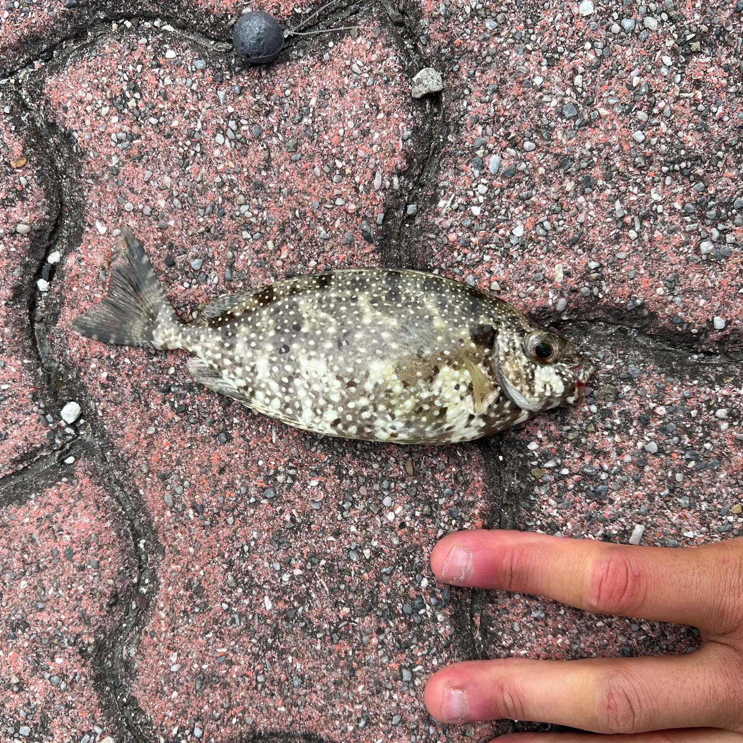 The most recent Marbled Spinefoot catches on Fishbrain