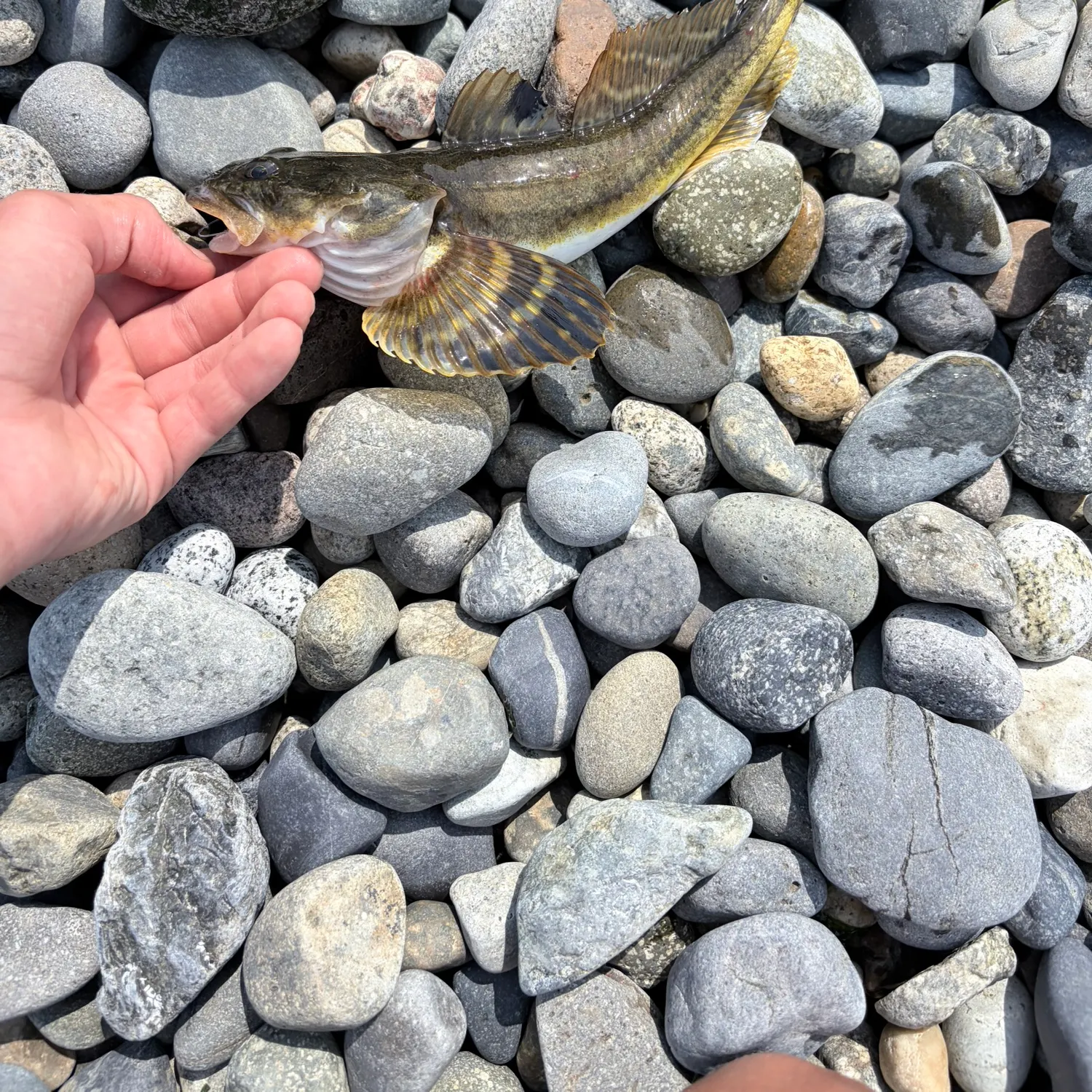 The most recent Kelp greenling catches on Fishbrain