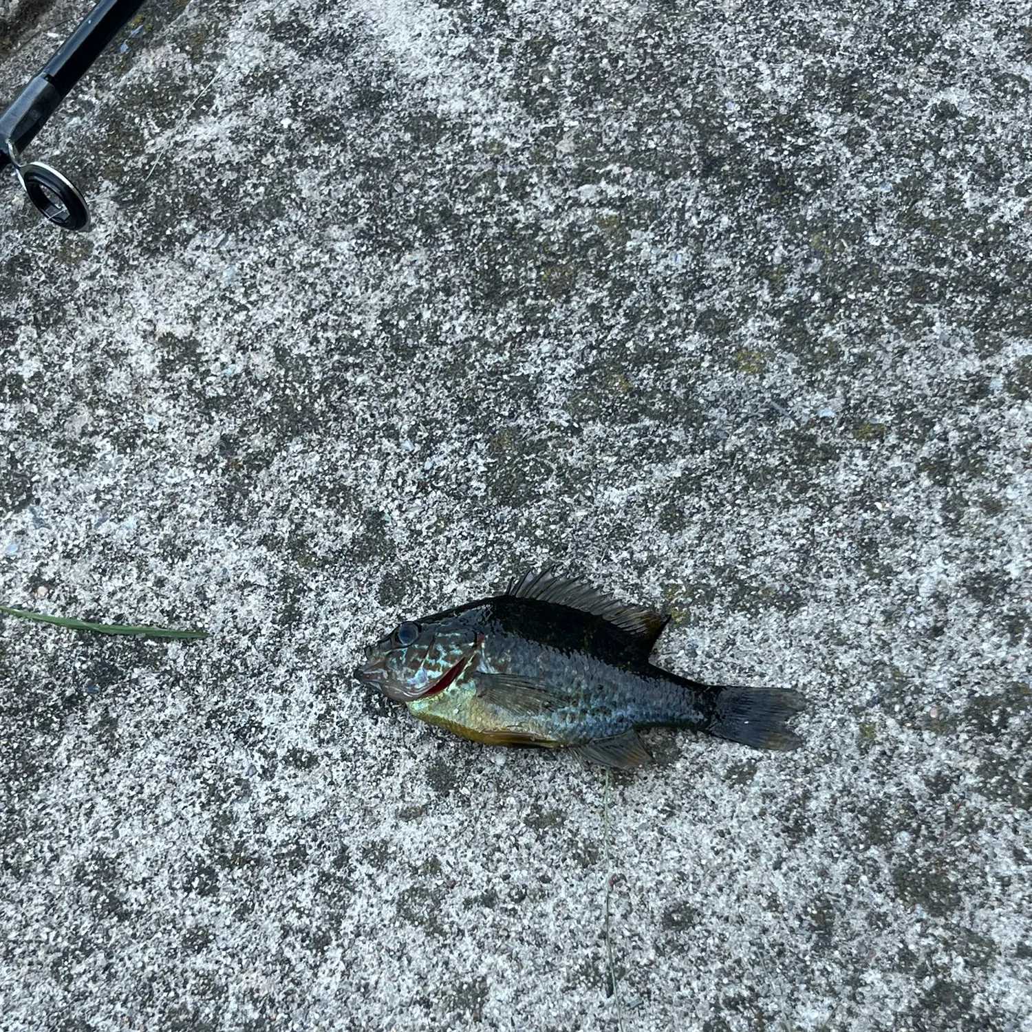 Pumpkinseed caught on Fishbrain