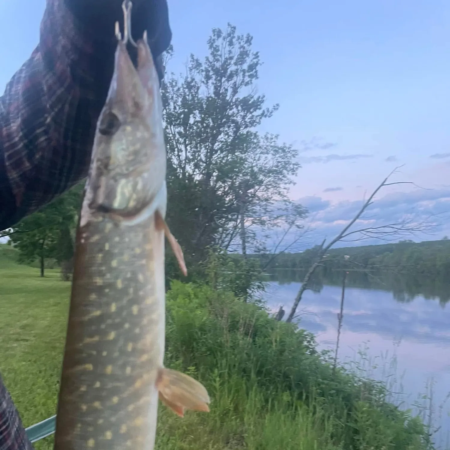 Northern pike caught on Fishbrain