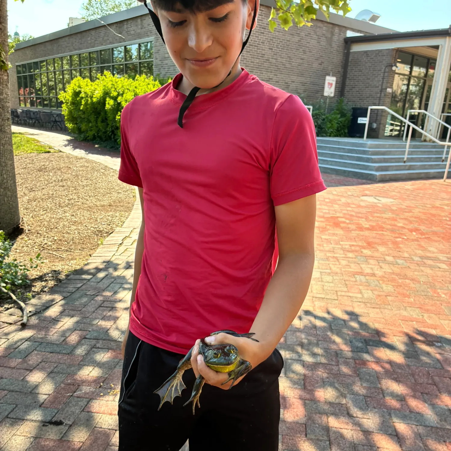 American bullfrog caught on Fishbrain