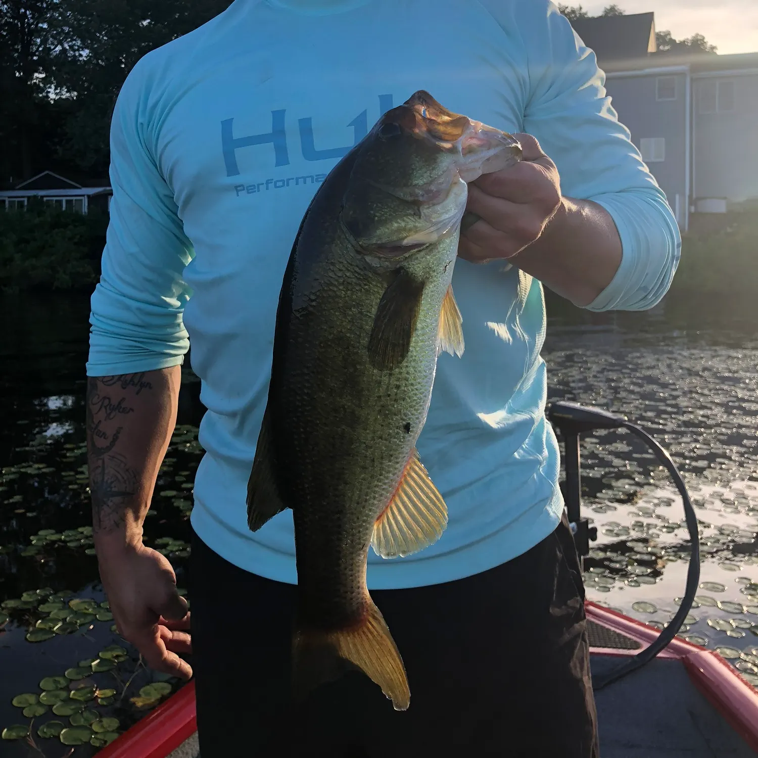 Largemouth bass caught on Fishbrain
