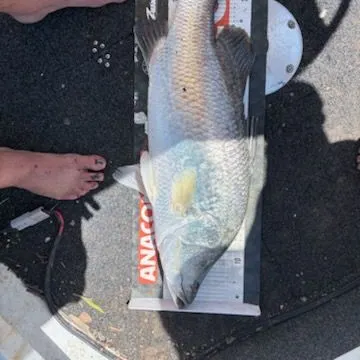 The most recent Barramundi catches on Fishbrain
