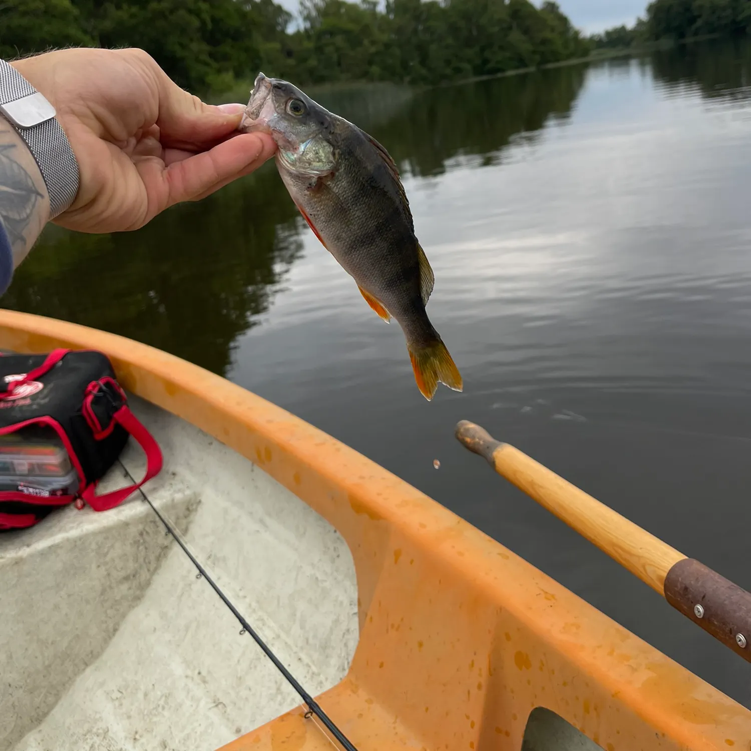 recently logged catches