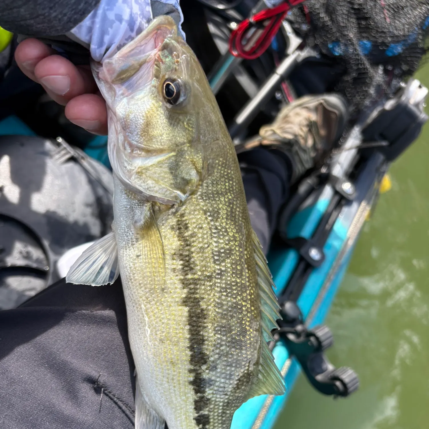 Spotted bass caught on Fishbrain
