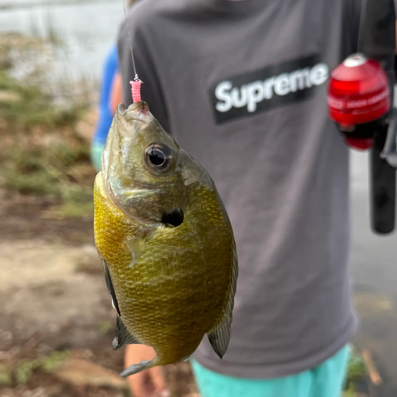 Bluegill caught on Fishbrain
