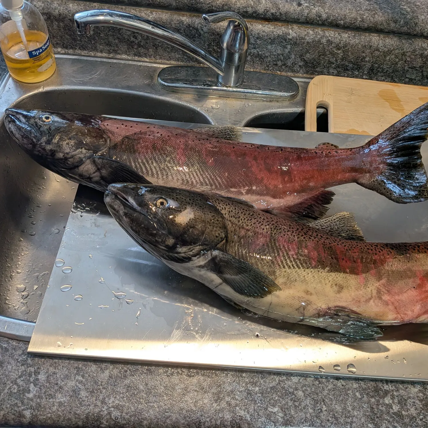 Chinook salmon caught on Fishbrain