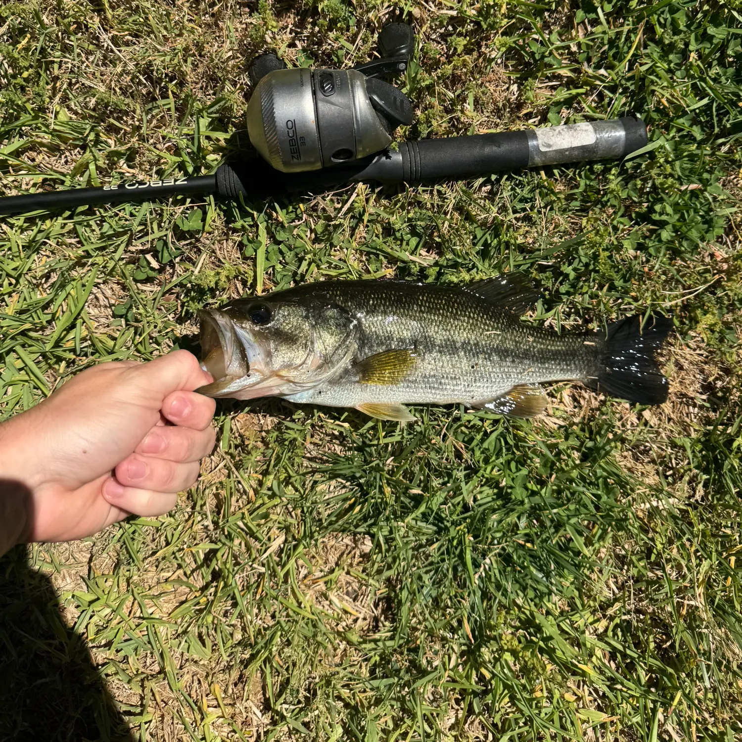 Largemouth bass caught on Fishbrain
