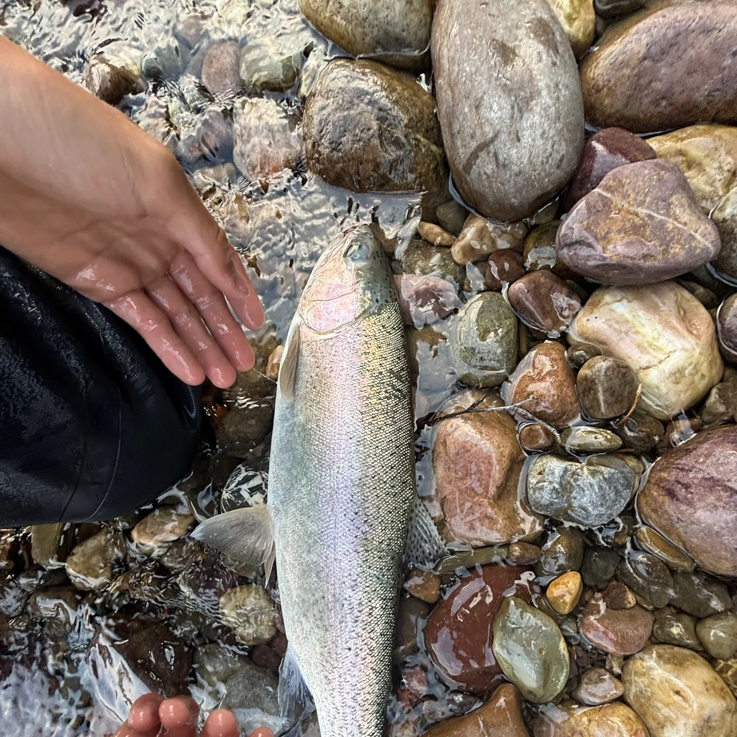 The most recent Columbia river redband trout catches on Fishbrain