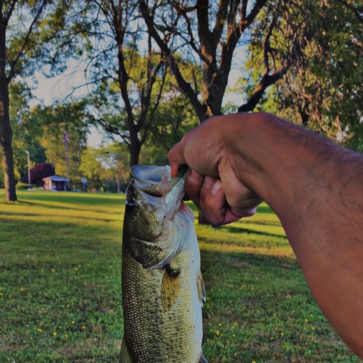 Fish caught on Fishbrain