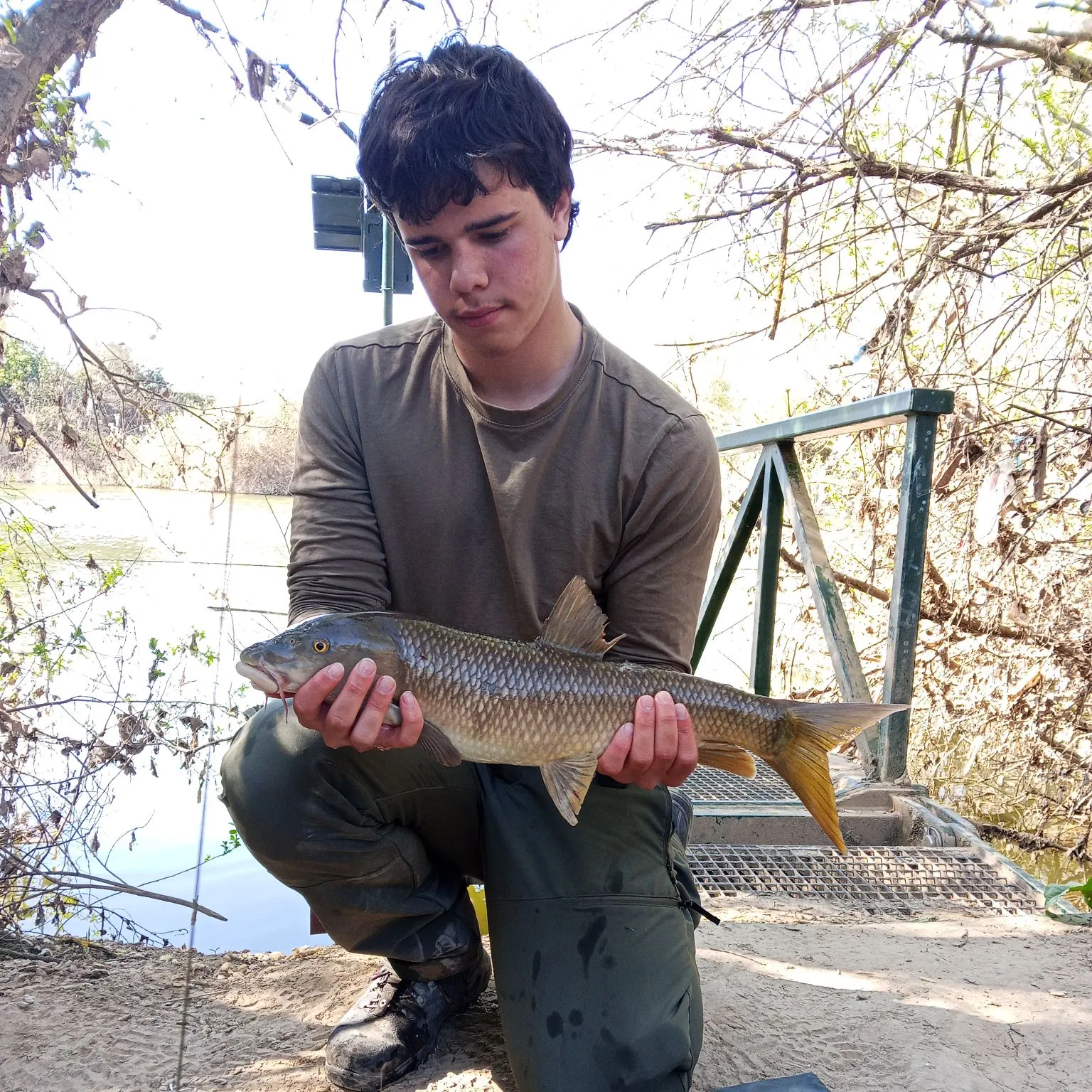 The most recent Common barbel catches on Fishbrain