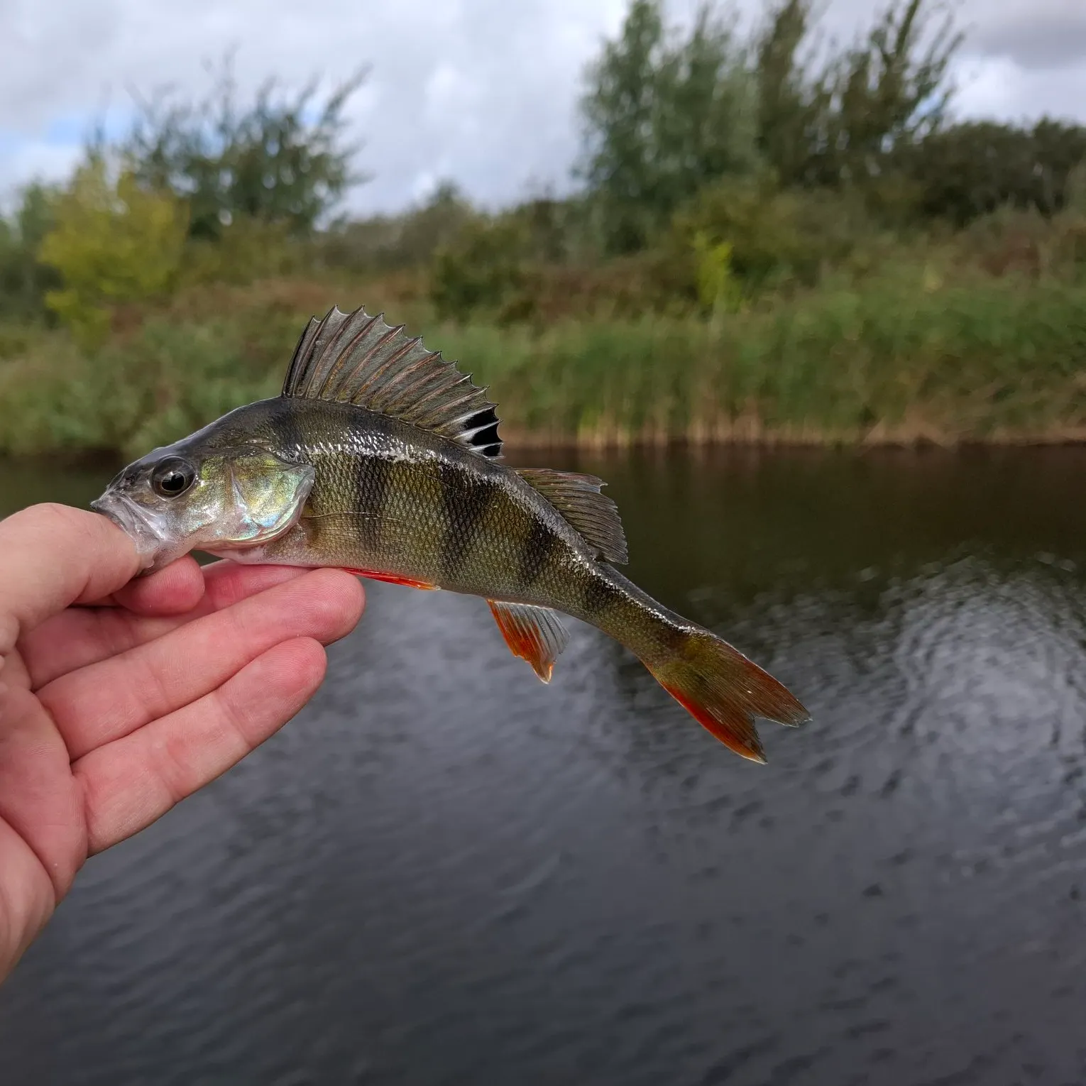 European perch caught on Fishbrain