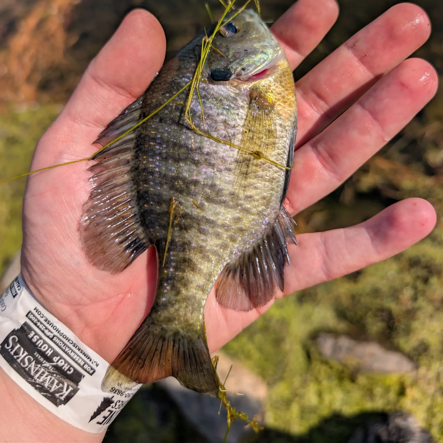 Bluegill caught on Fishbrain
