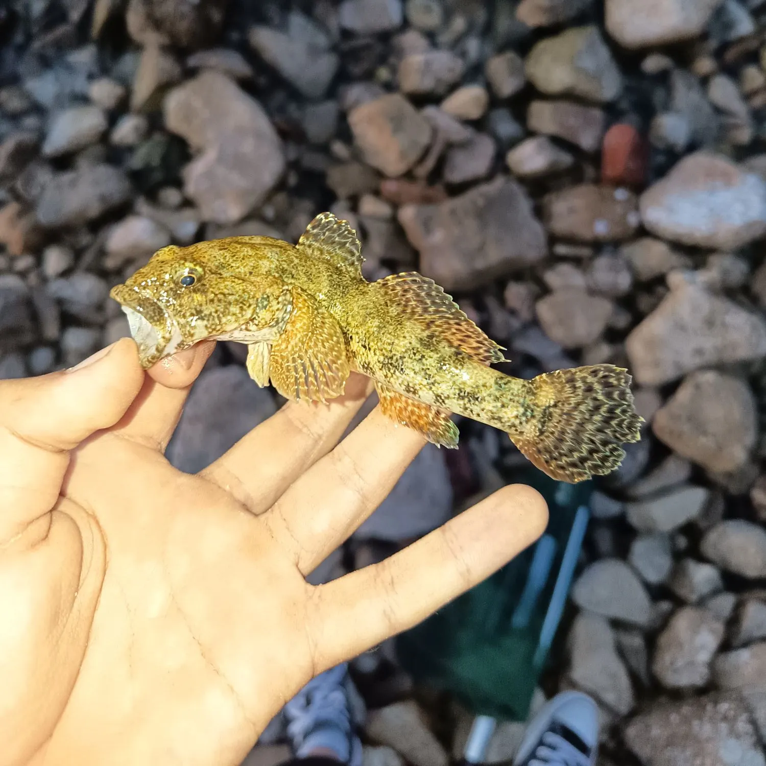 The most recent Giant goby catches on Fishbrain