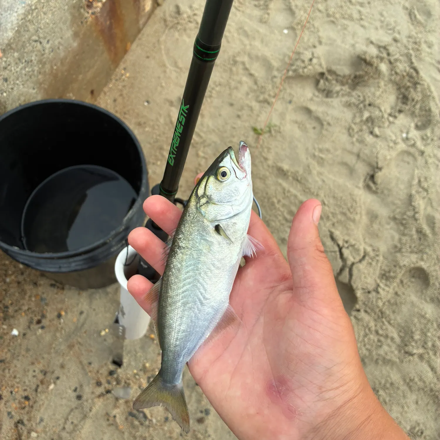 The most recent Bluefish catches on Fishbrain