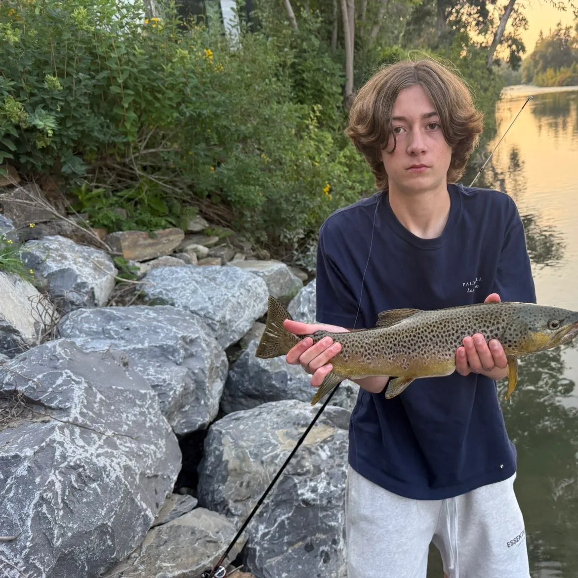 Brown trout caught on Fishbrain