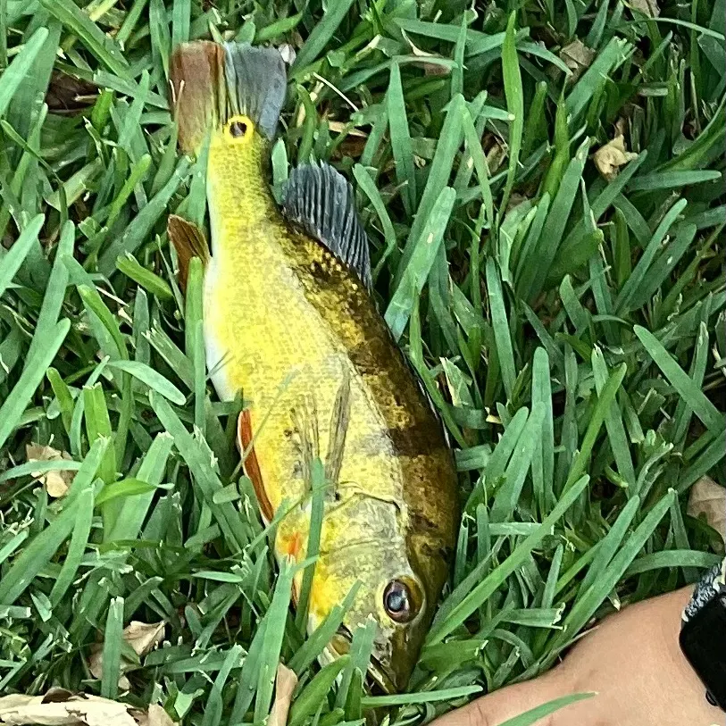 The most recent Butterfly peacock bass catches on Fishbrain