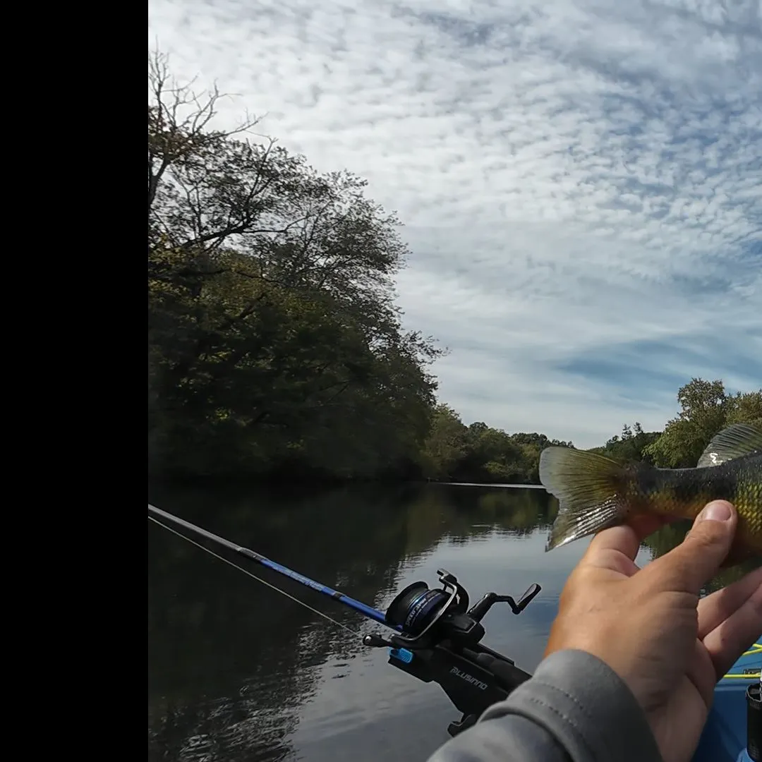 Yellow perch caught on Fishbrain