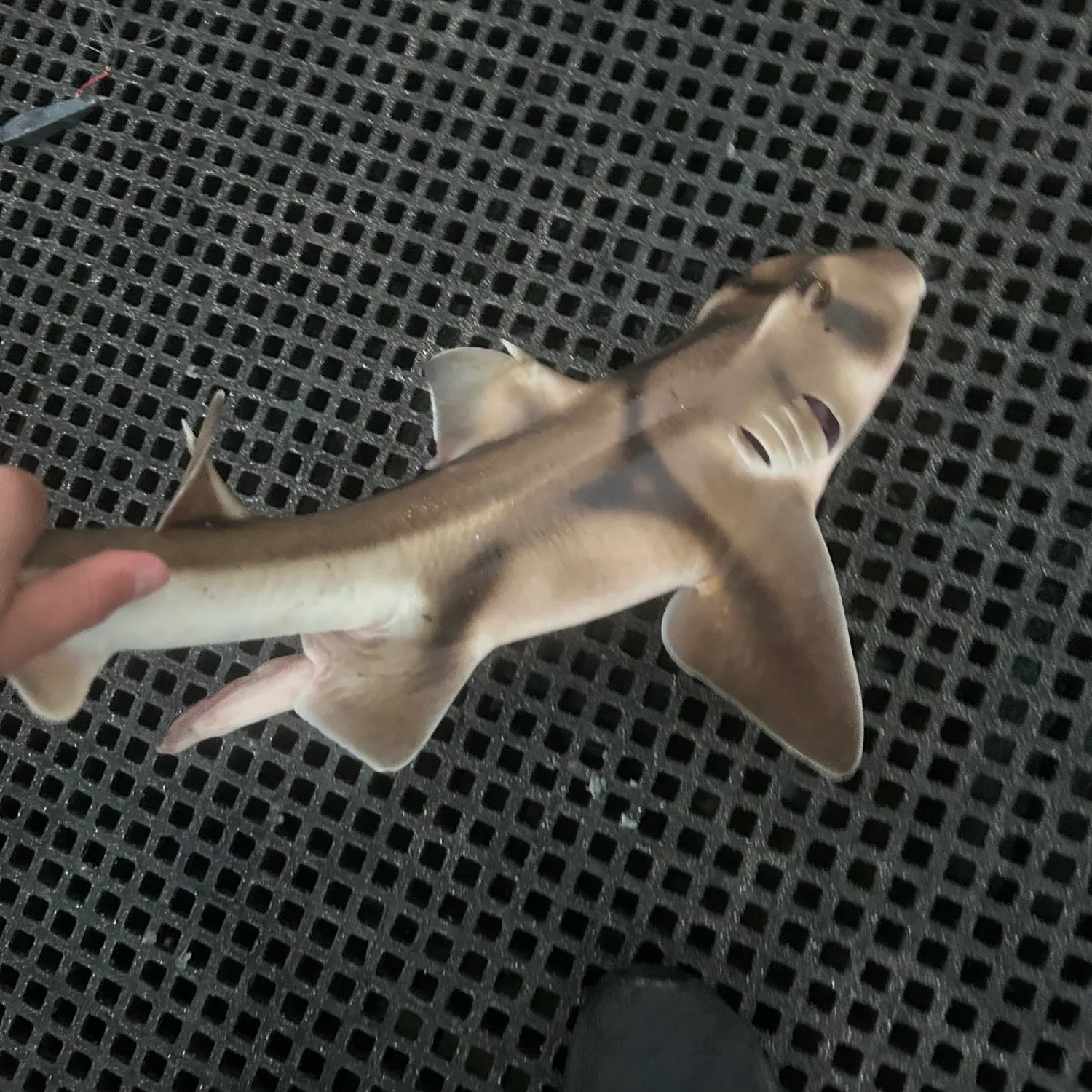 The most recent Port Jackson shark catches on Fishbrain