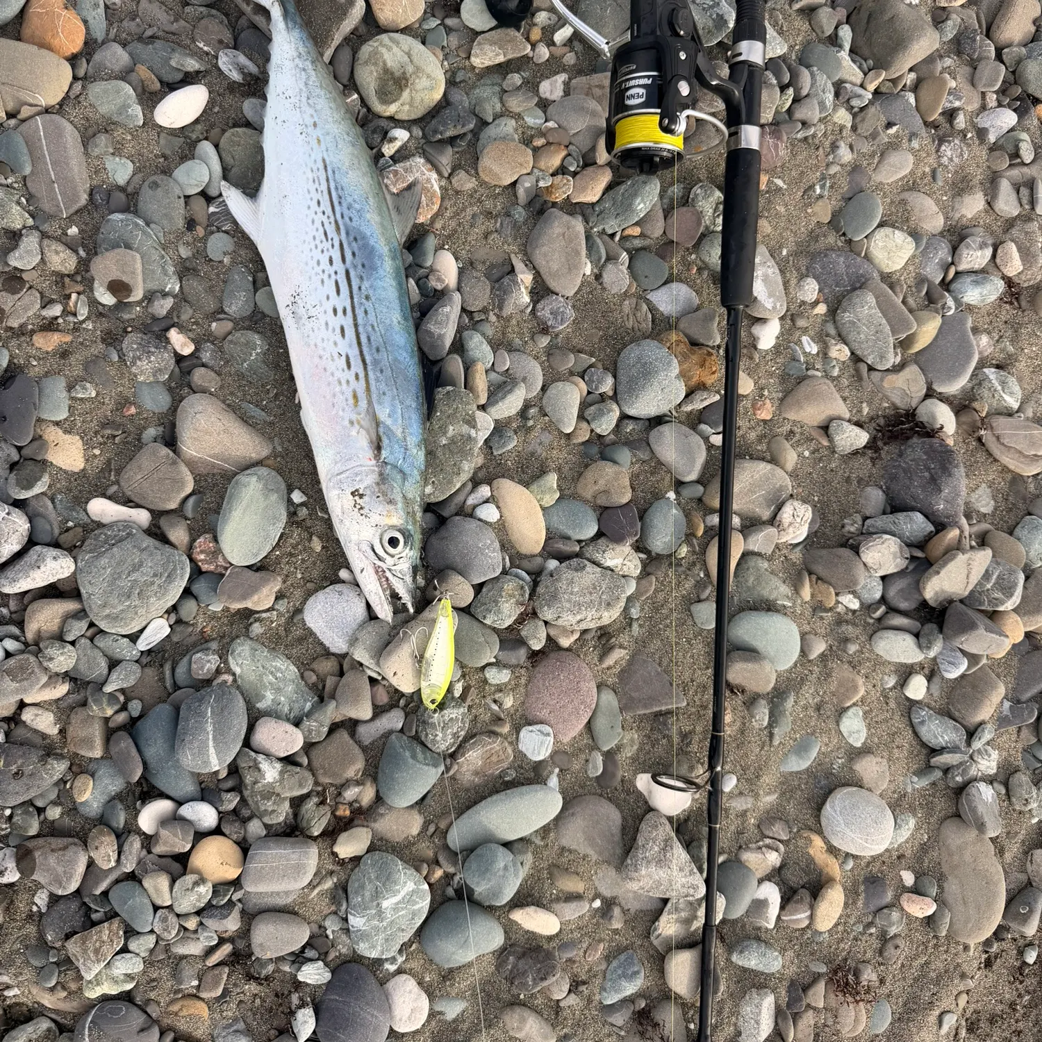 The most recent Cero mackerel catches on Fishbrain