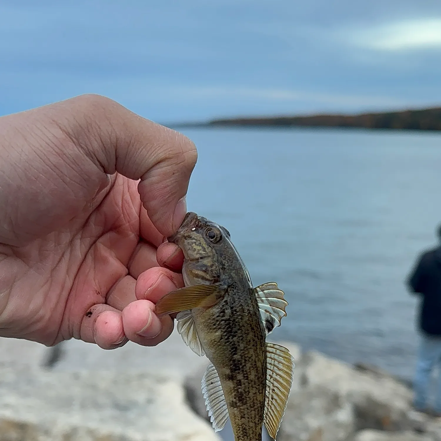 Round goby caught on Fishbrain