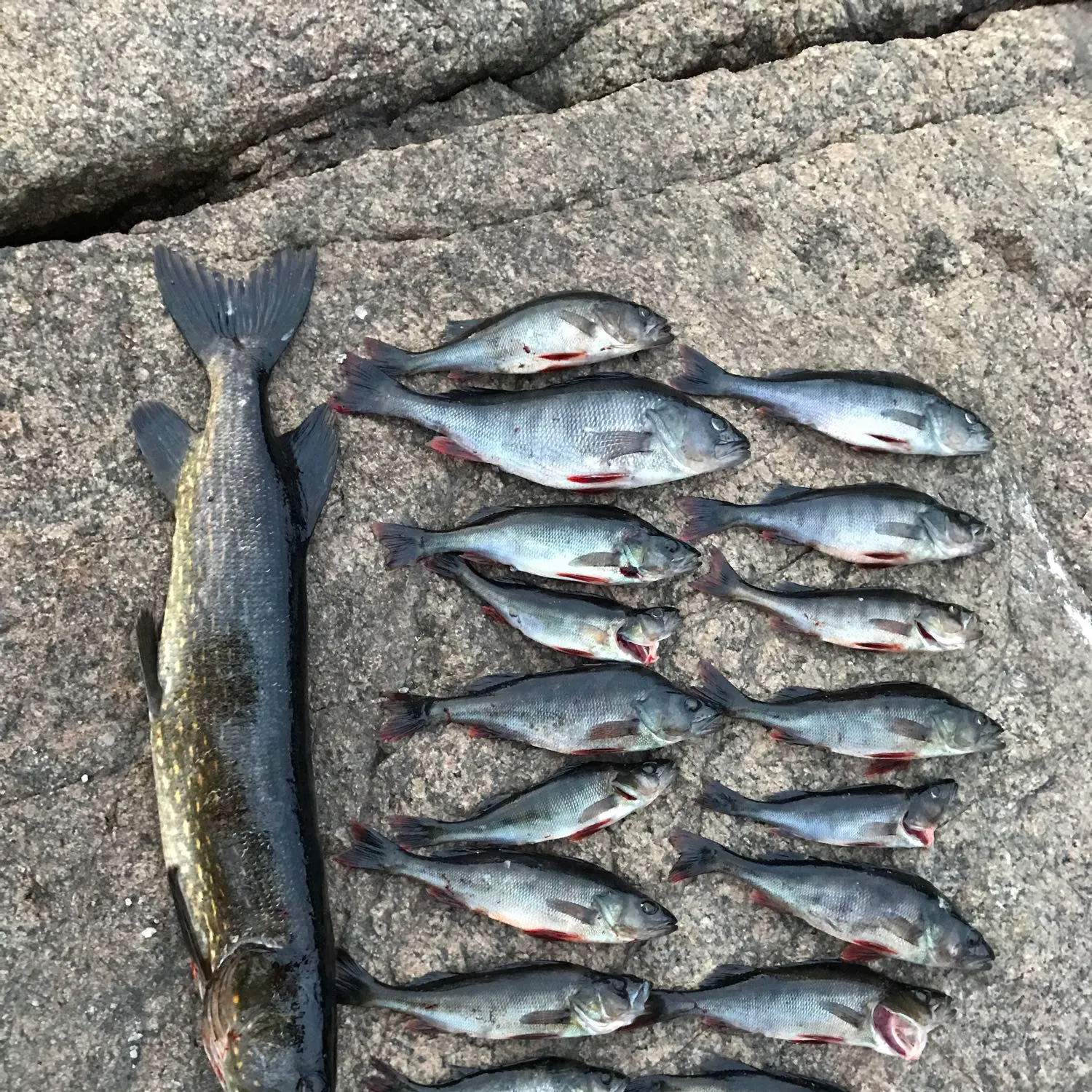 recently logged catches