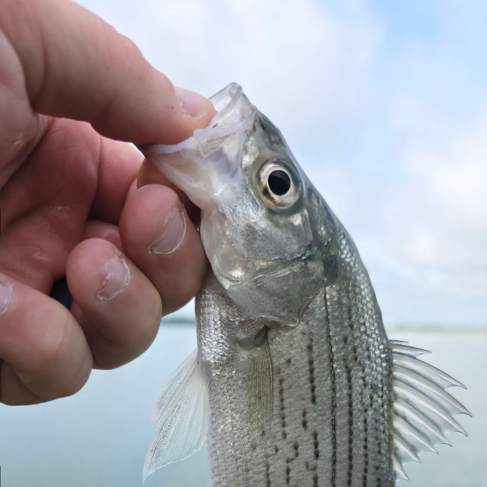 White bass caught on Fishbrain