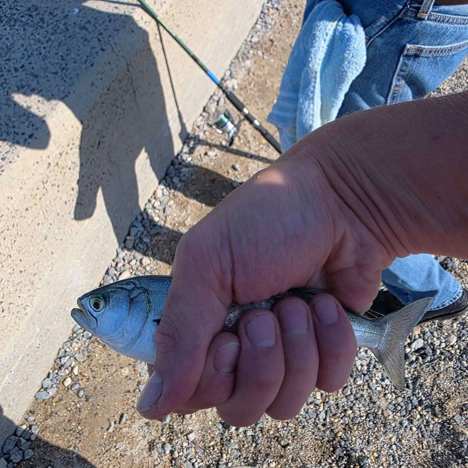 Bluefish caught on Fishbrain