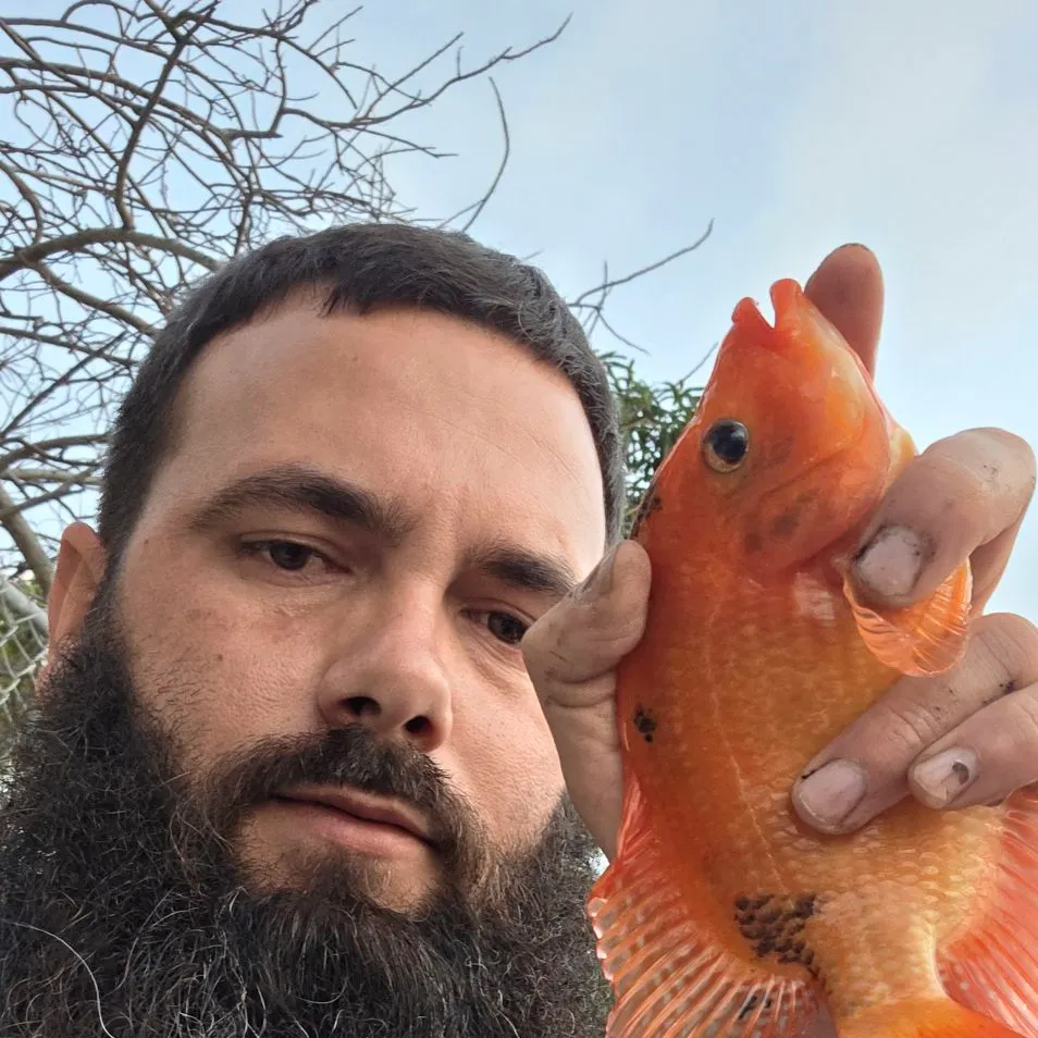 The most recent Midas cichlid catches on Fishbrain