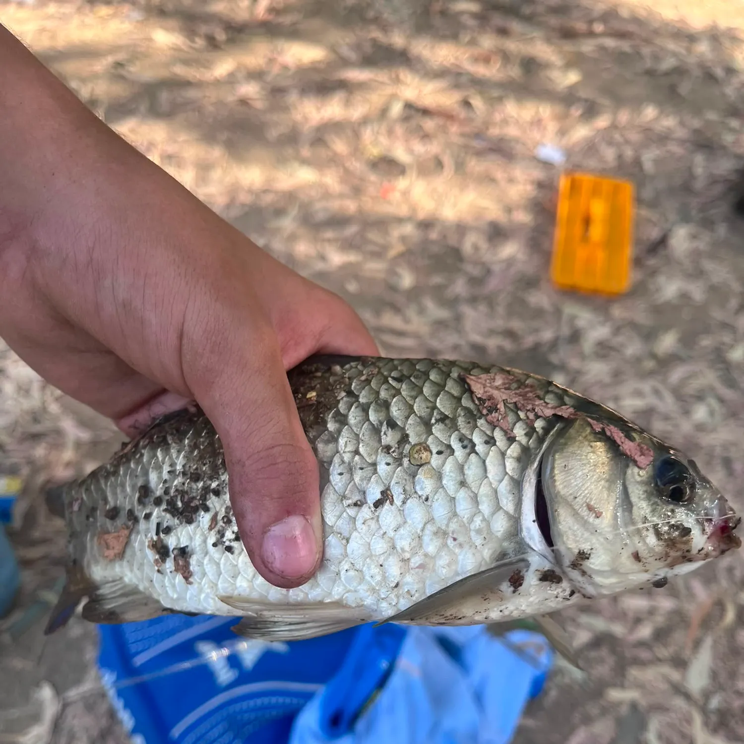 Crucian carp caught on Fishbrain