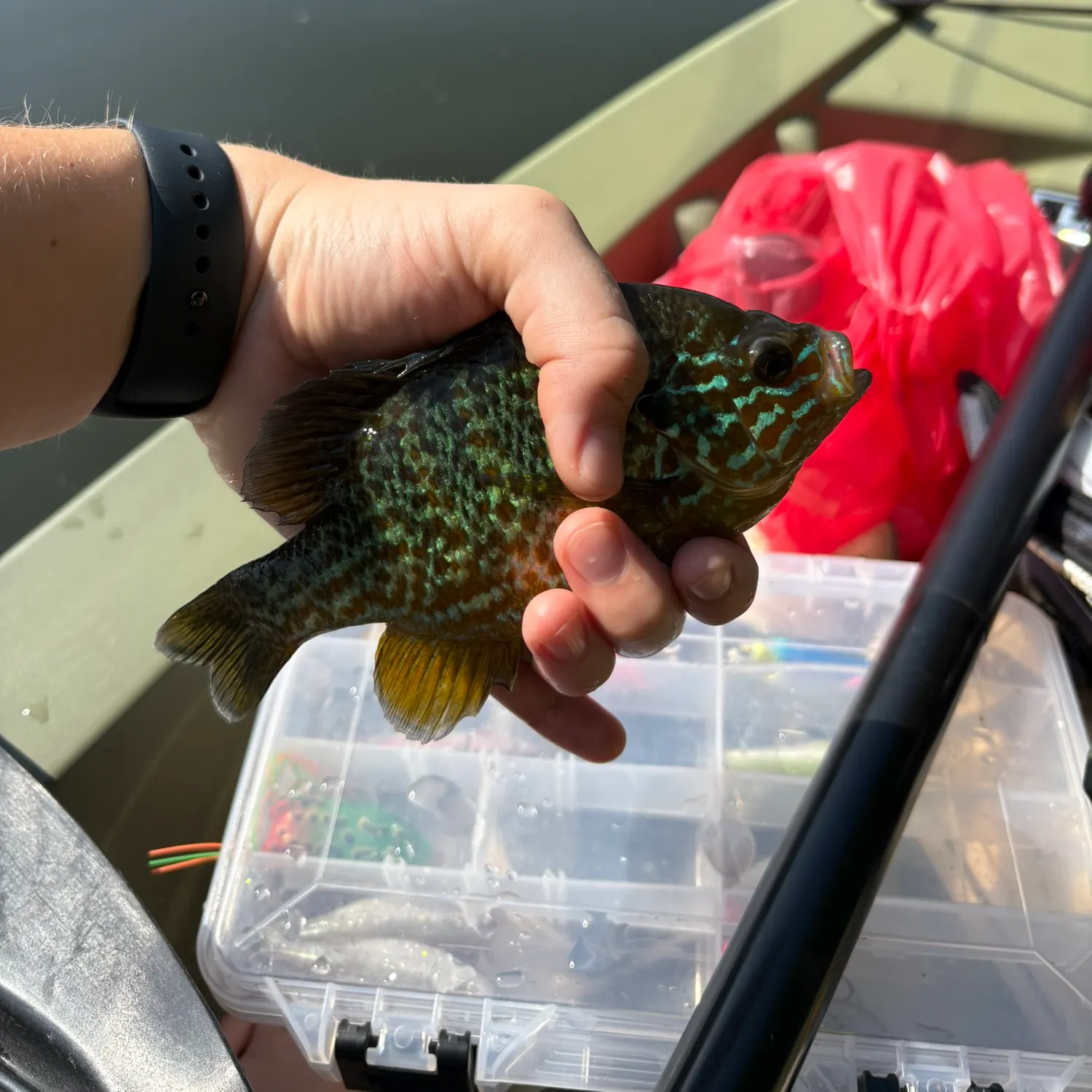 recently logged catches