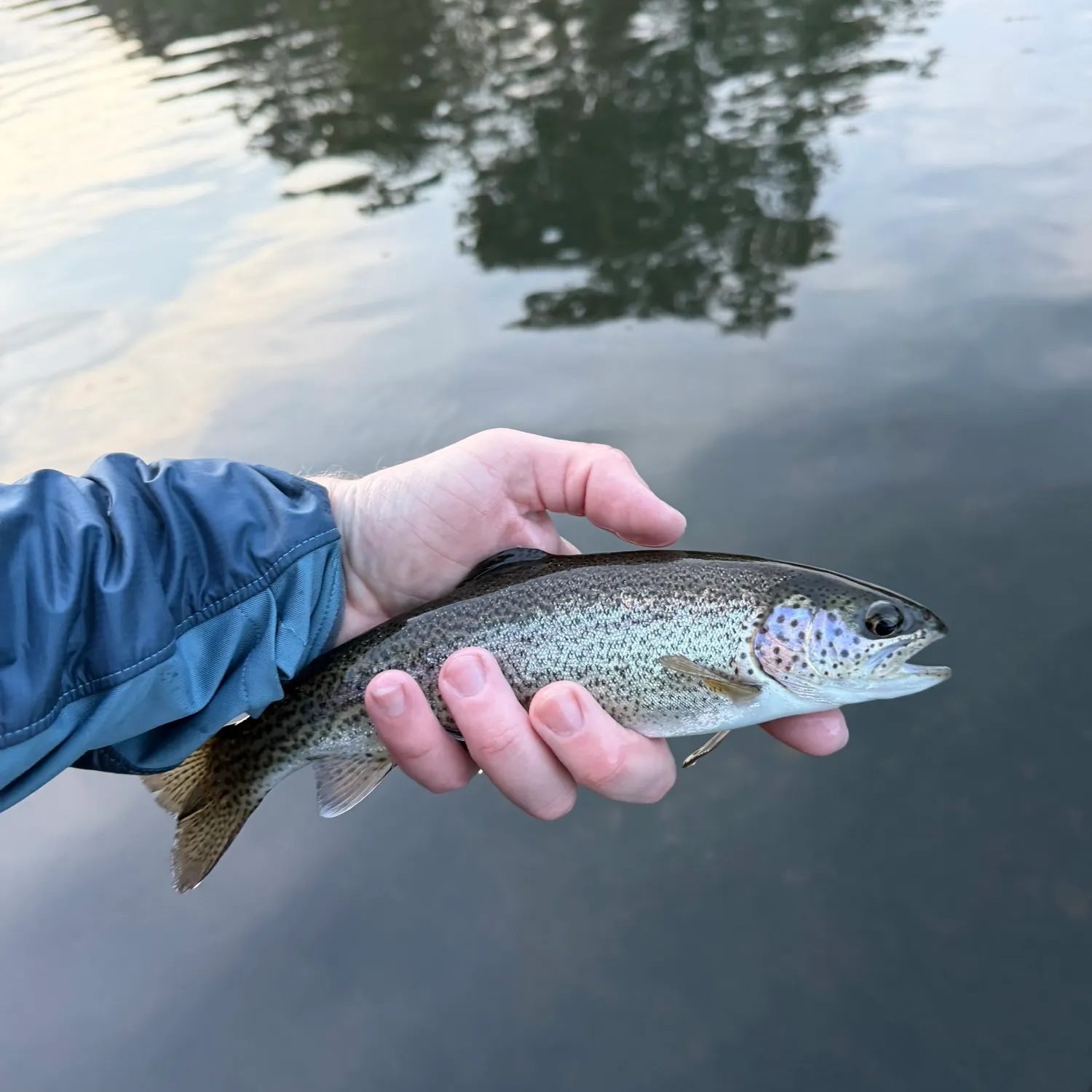 Rainbow trout caught on Fishbrain