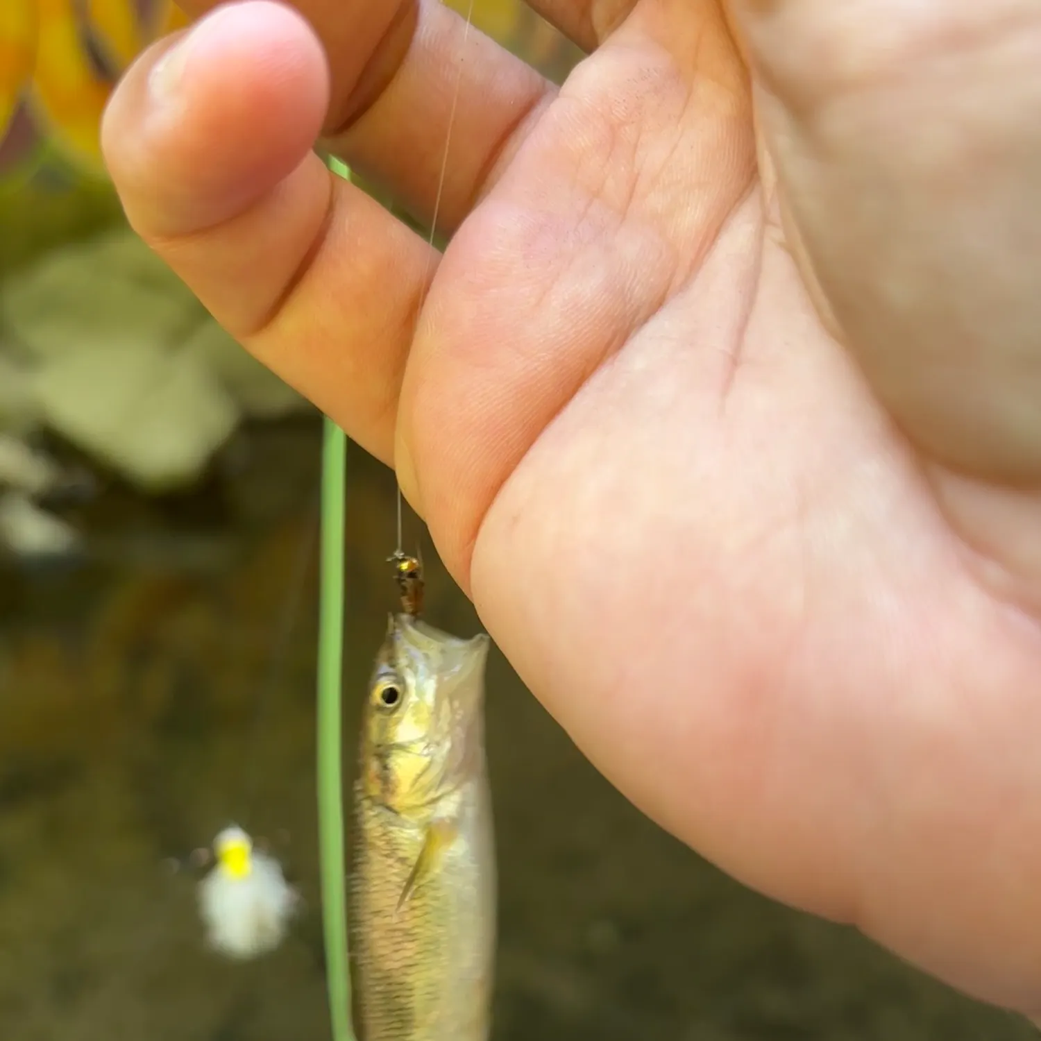 Creek chub caught on Fishbrain