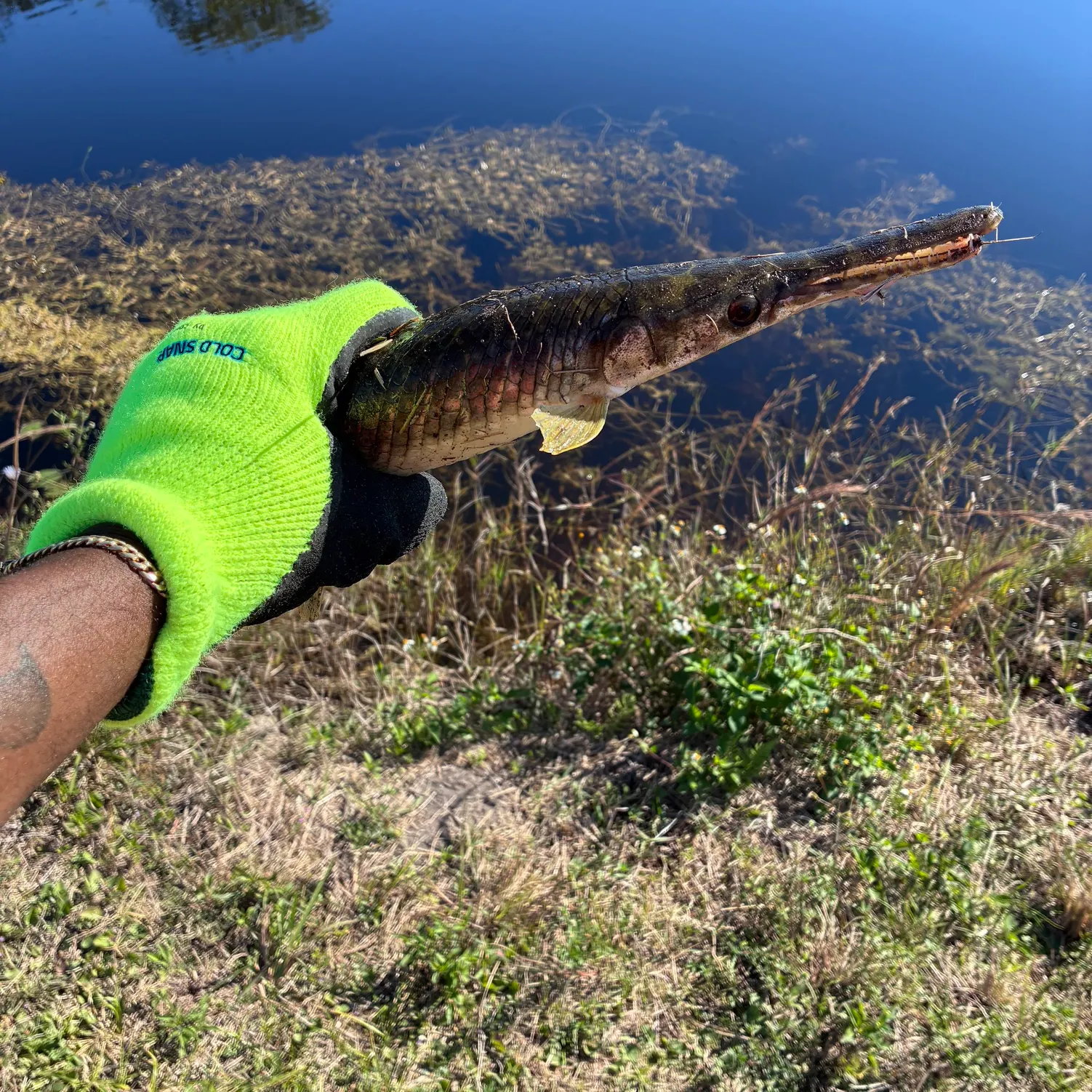 The most recent Spotted gar catches on Fishbrain