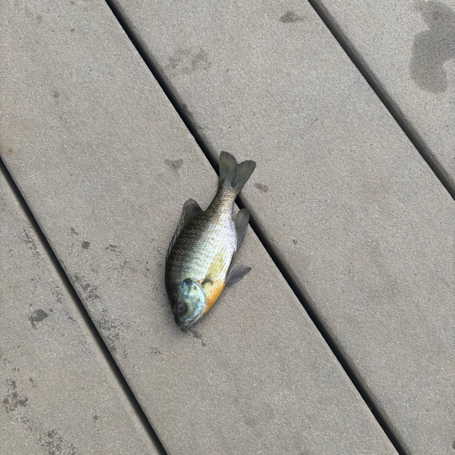 Bluegill caught on Fishbrain