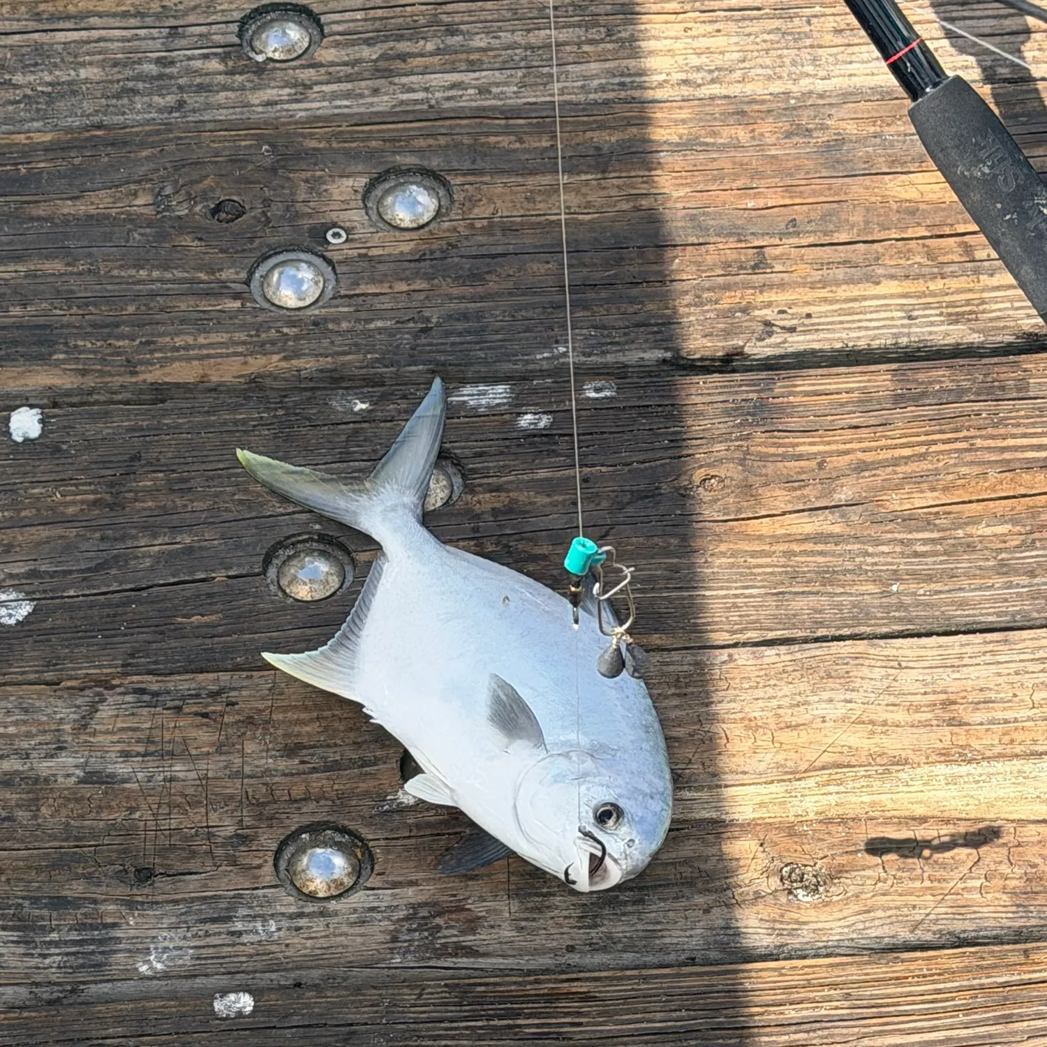 The most recent Florida pompano catches on Fishbrain