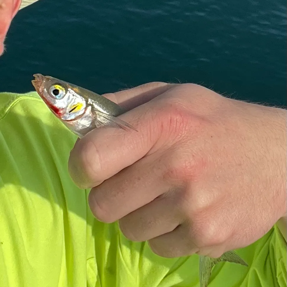 The most recent Surf smelt catches on Fishbrain