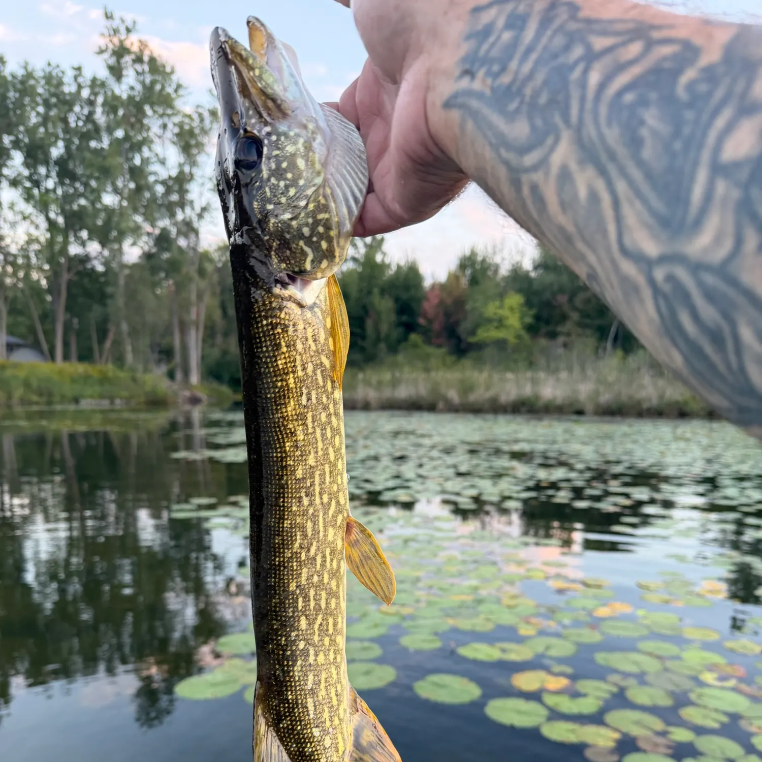 Northern pike caught on Fishbrain