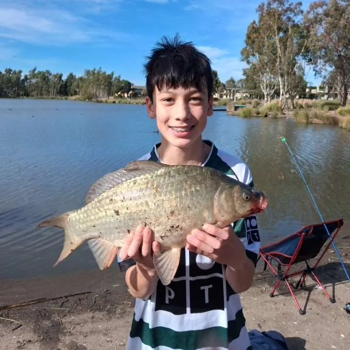 The most recent Ghost carp catches on Fishbrain