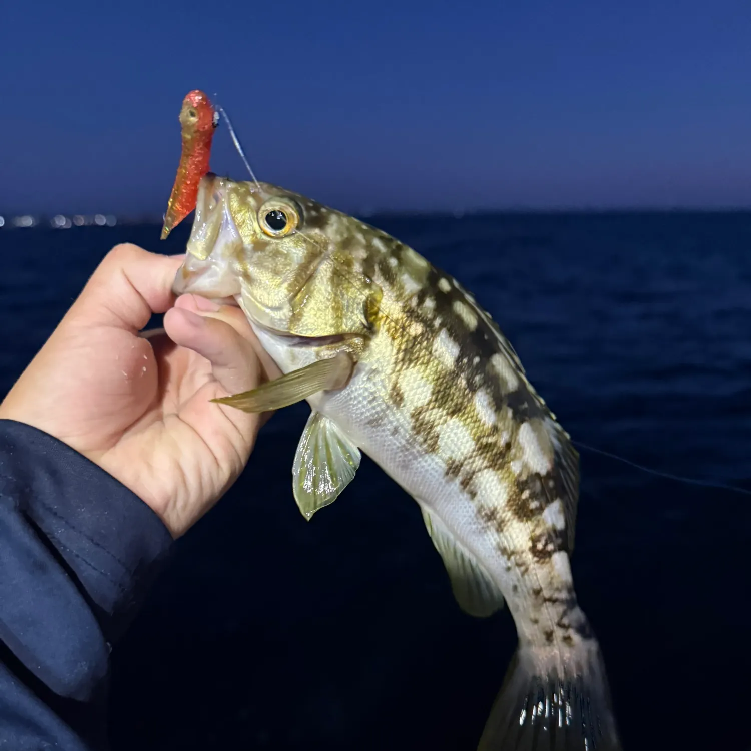 Kelp bass caught on Fishbrain