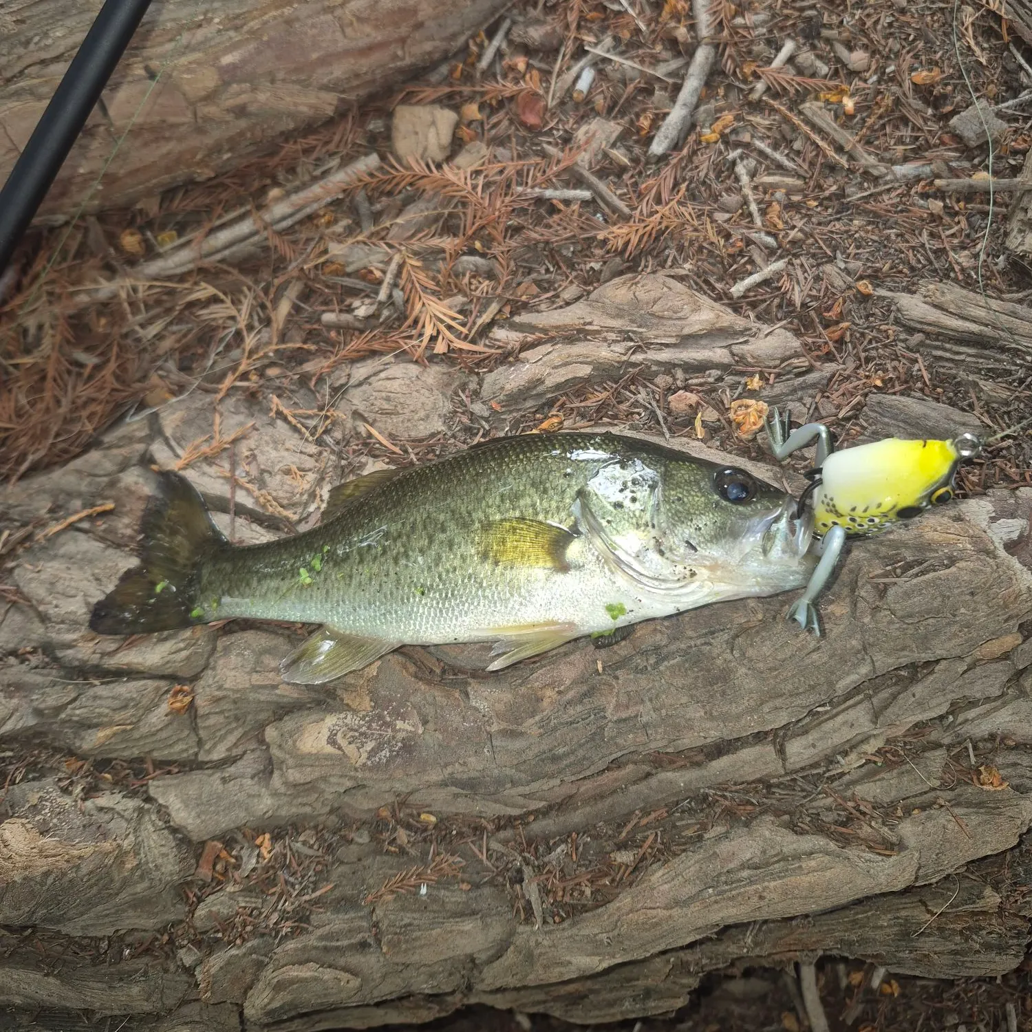 Largemouth bass caught on Fishbrain