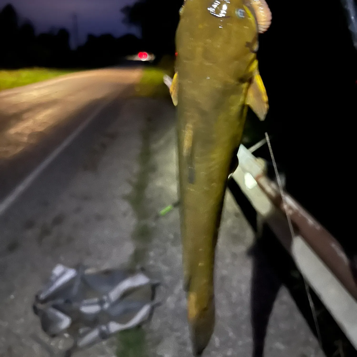 Yellow bullhead caught on Fishbrain