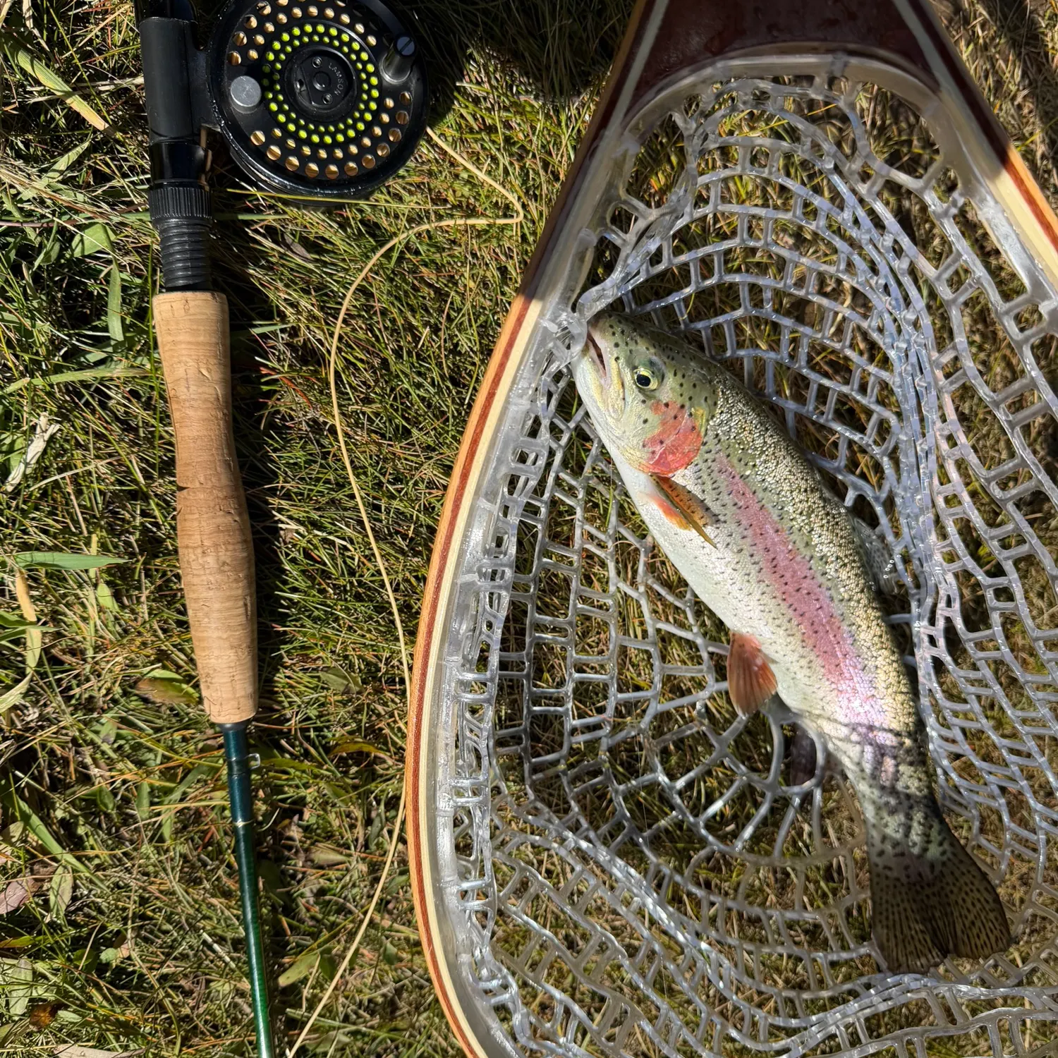 Rainbow trout caught on Fishbrain