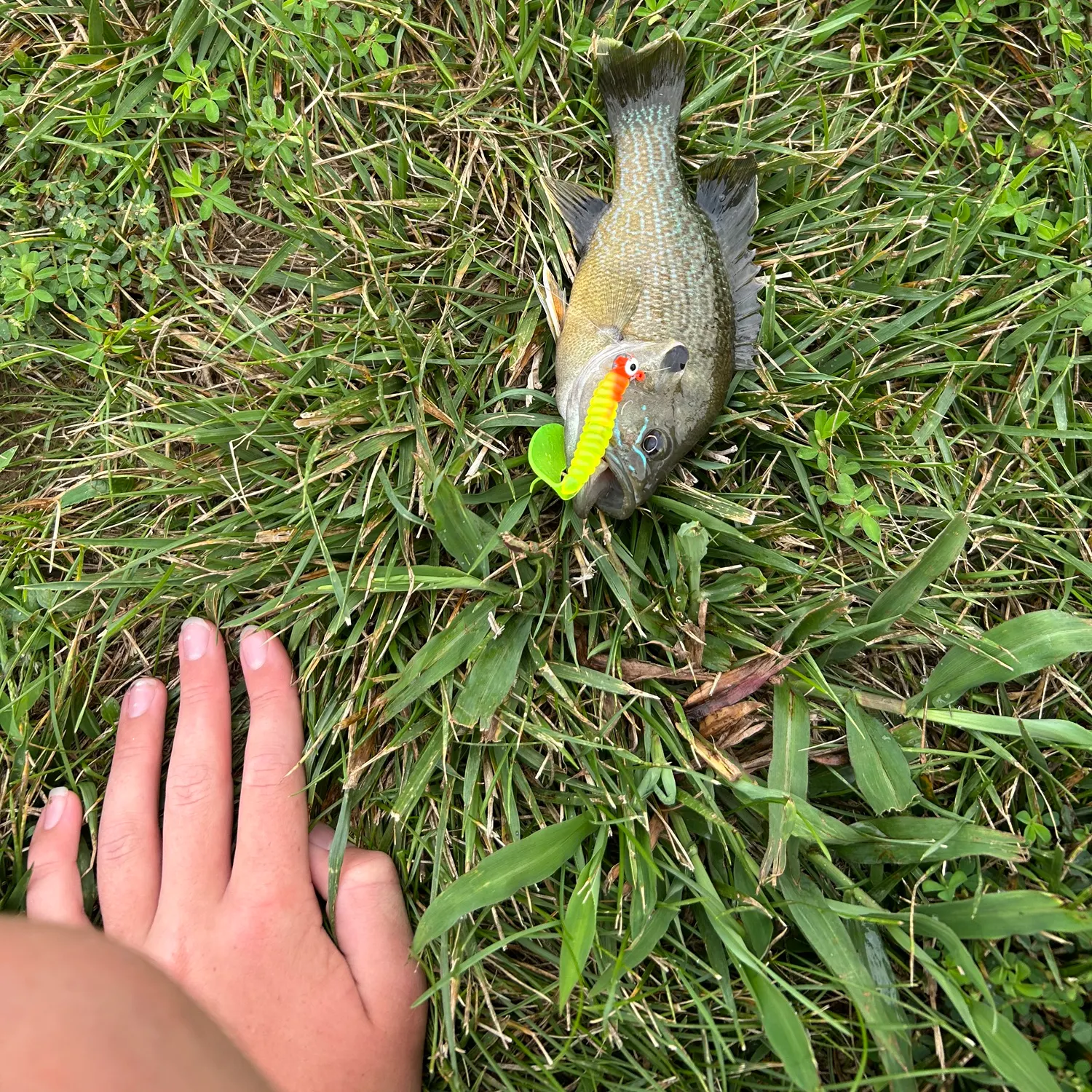 Green sunfish caught on Fishbrain