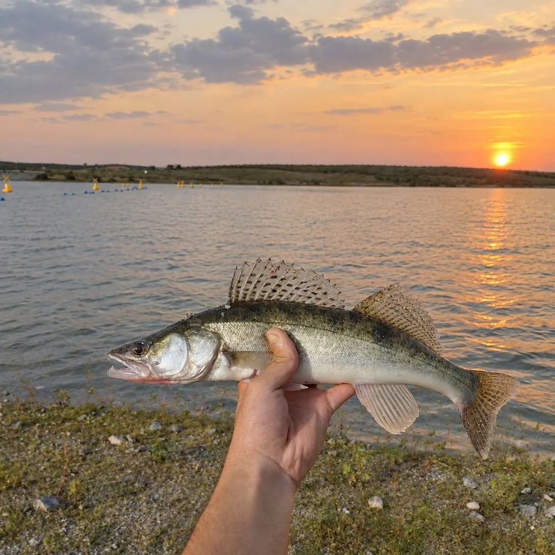 Zander caught on Fishbrain