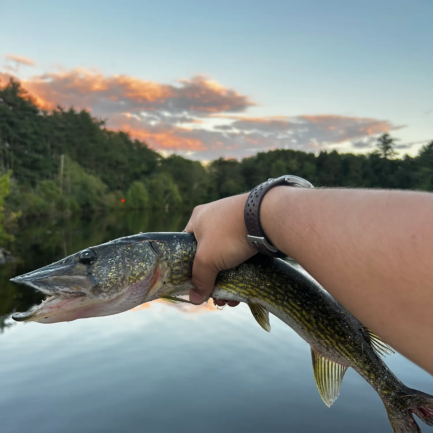 Chain pickerel caught on Fishbrain