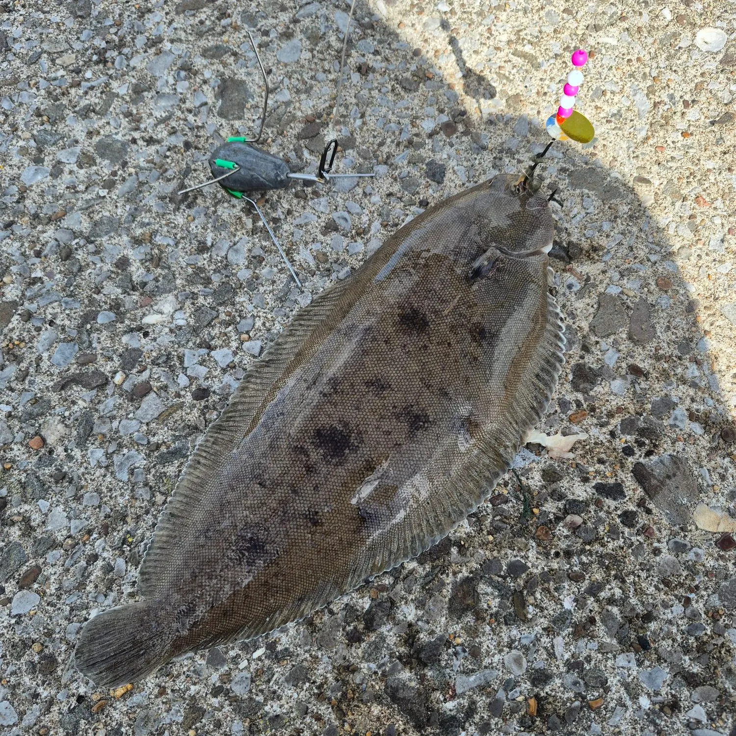 Common sole caught on Fishbrain
