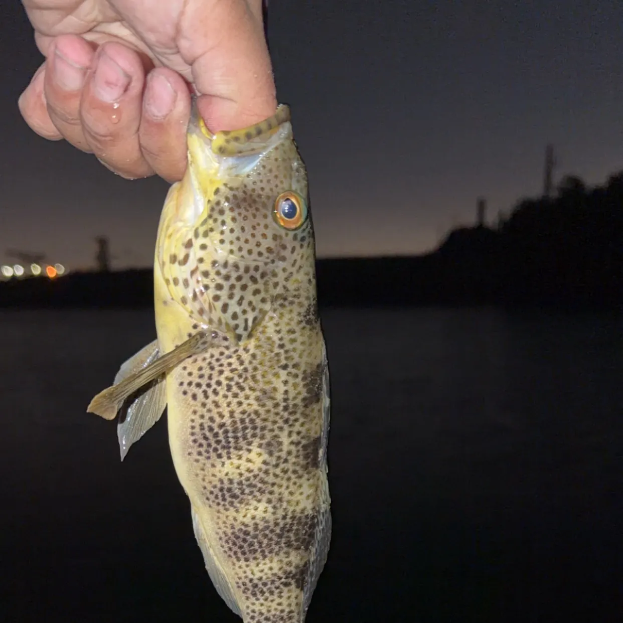 Spotted sand bass caught on Fishbrain