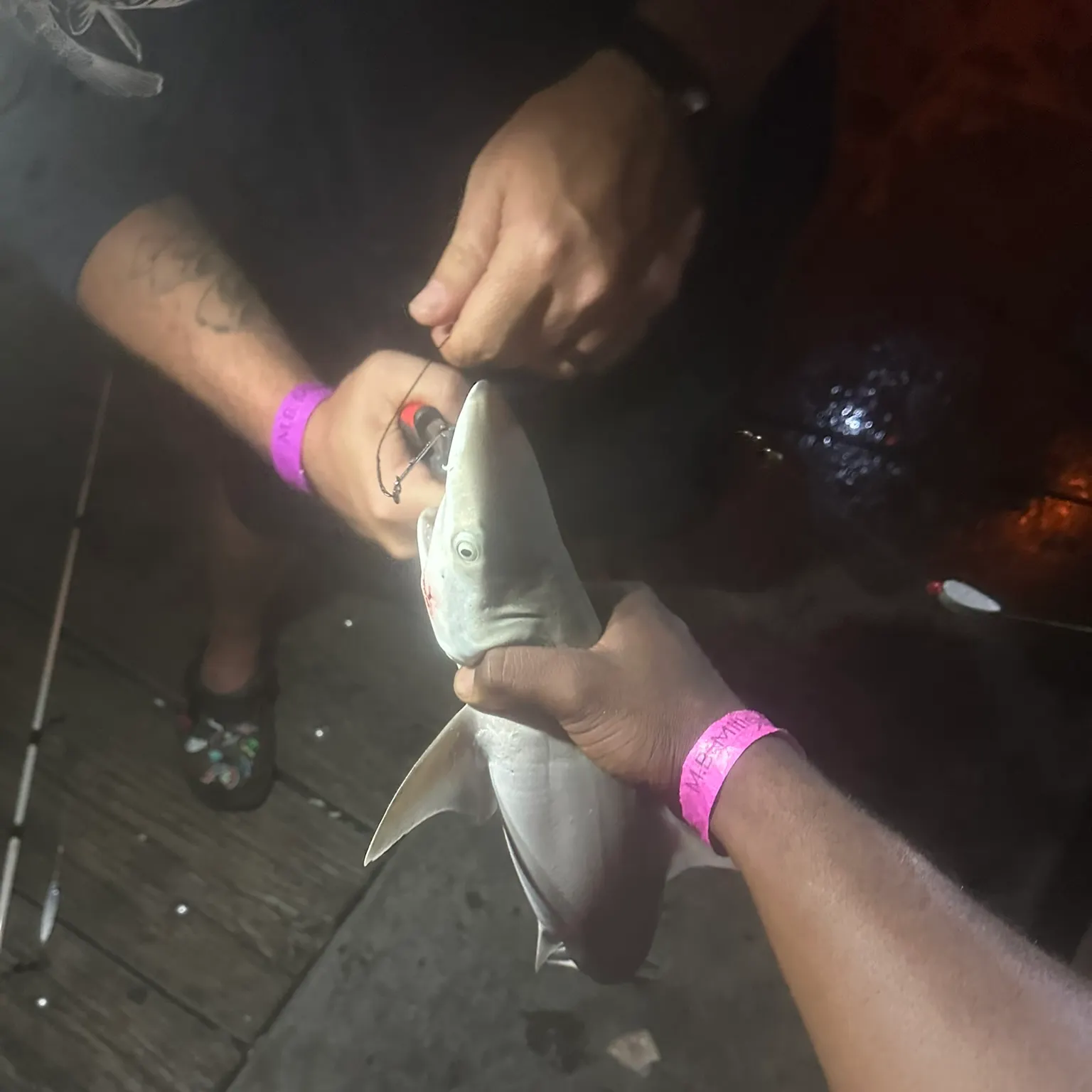 The most recent Atlantic sharpnose shark catches on Fishbrain
